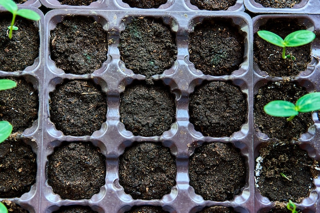 Cucumbers, pumpkin, watermelon seedling growing in cultivation tray. 