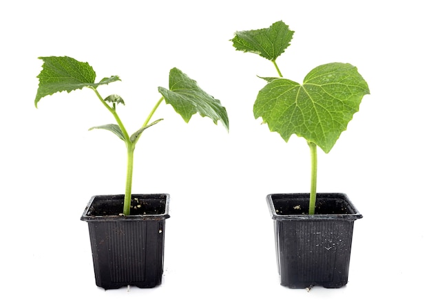 Cucumis melo in front of white wall