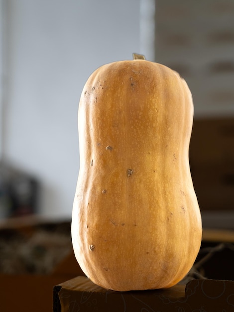 スペインで栽培されたククルビタ・モスチャタ (Cucurbita moschata)