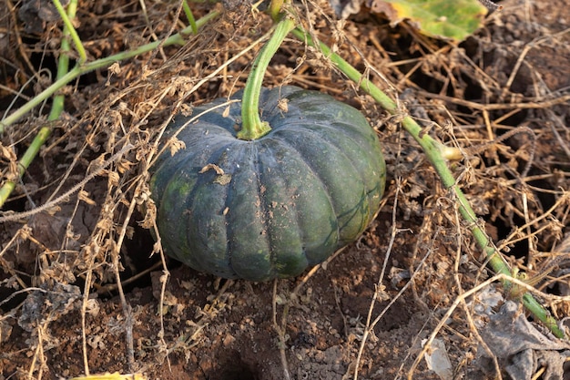 Cucurbita pepo Pumpkin