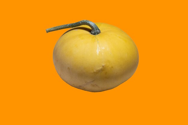 Cucurbita pumpkin on an orange isolated background