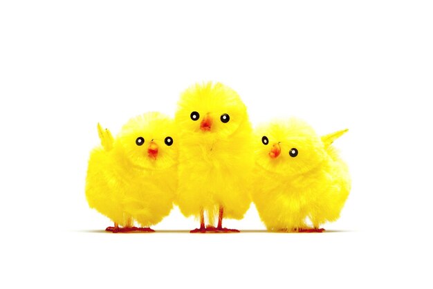 Cuddling Baby Chicken Chick Humor Fun Easter