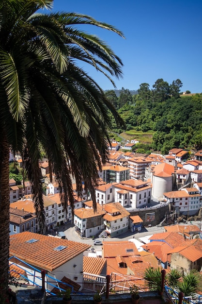 Cudillero fishing village and palm tree Asturias Spain