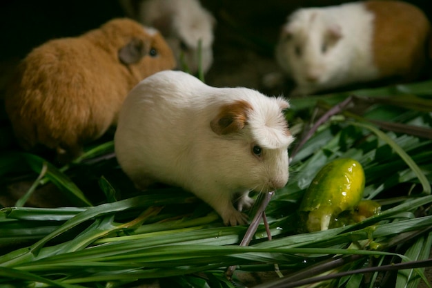 Cui is the name of the Guinean Pigs in Per. People in this area eat this animals, normally roasted.