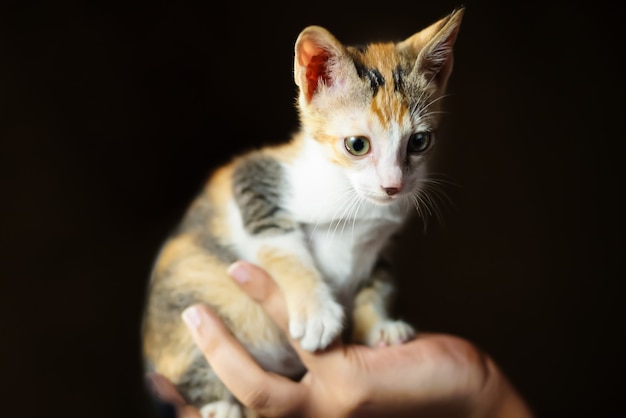 cuke kitten zit bij de hand te kijken en te observeren