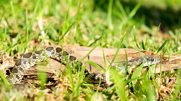 Photo culebra de herradura hemorrhois hippocrepis serpiente colubridae horseshoe whip snake