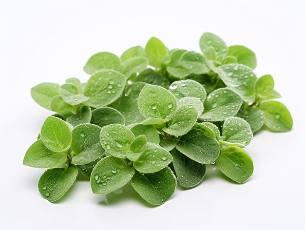 Photo culinary freshness fresh dill leaves plant on white background