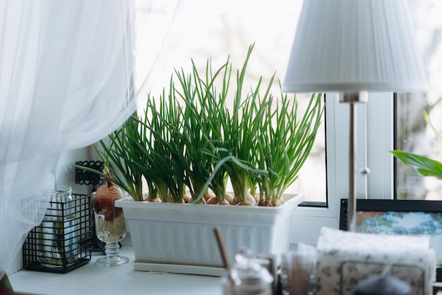 Culivation of spring onion in white plastic pot Home gardening concept