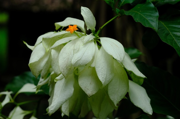 The cultivar Mussaenda philippica 'Aurorae' is named after Dona Aurora.