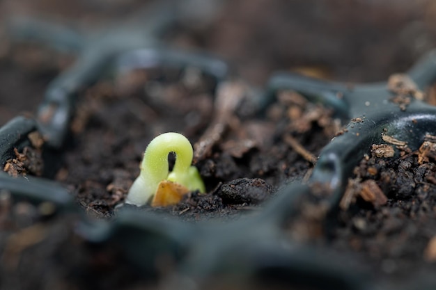 写真 植栽トレイで野菜や果物を育てる