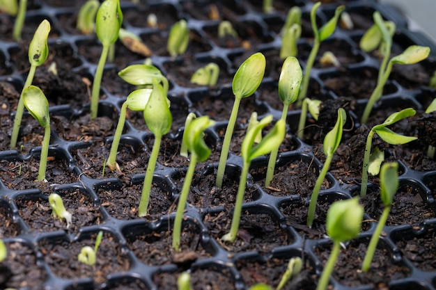 Cultivate vegetables and fruits in planting trays growing