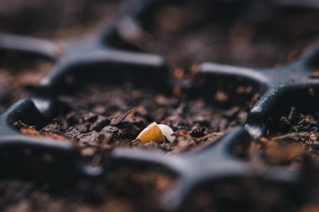 Cultivate vegetables and fruits in planting trays growing