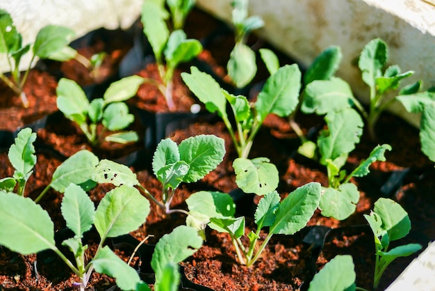 Cultivated Chinese Kale growing on plantation