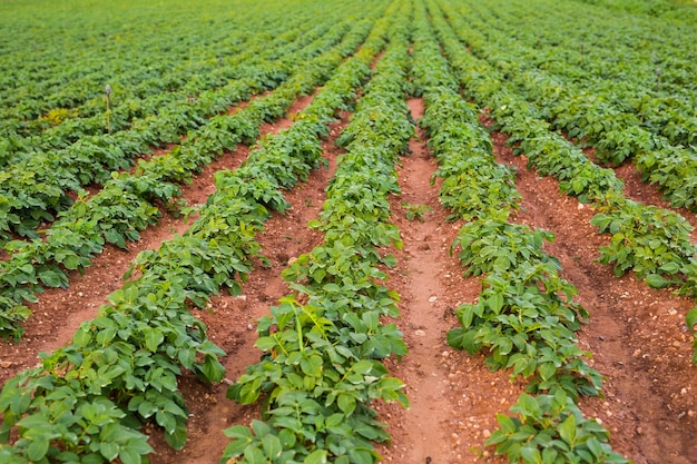 Cultivated field: fresh green plant bed rows.