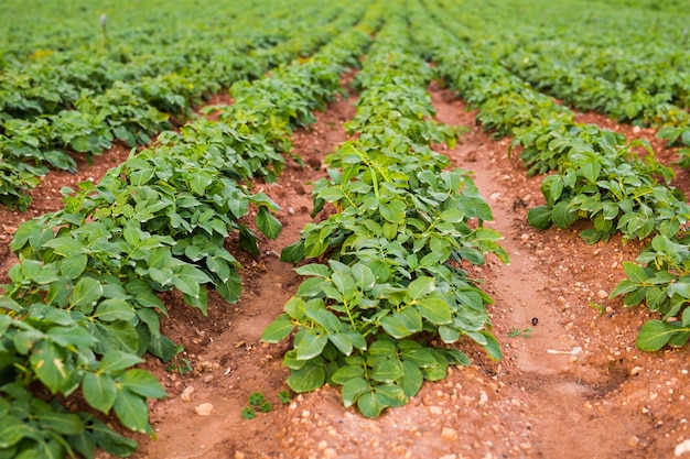 Campo coltivato: filari di aiuole di piante verdi fresche.