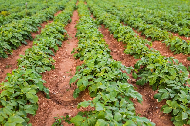 Cultivated field: fresh green plant bed rows.