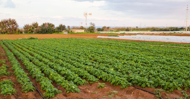 Cultivated field: fresh green plant bed rows.