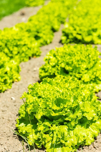 Cultivated field: fresh green salad bed rows. Shot with a selective focus