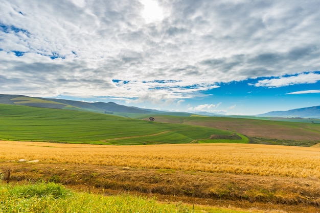 Cultivated fields and farms with scenic sky, landscape agriculture. South Africa inland, cereal crops.