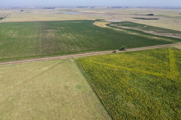 Cultivated fields in the Pampas region Argentina