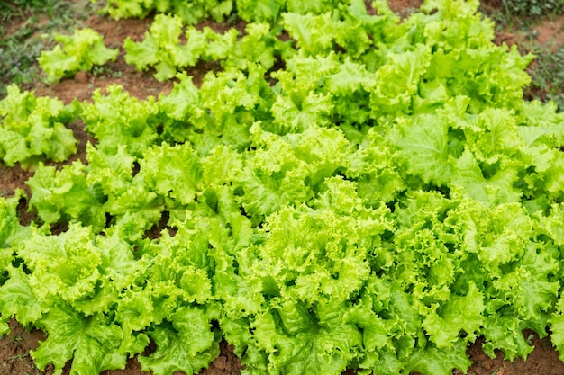 Cultivated fresh lettuce leaves