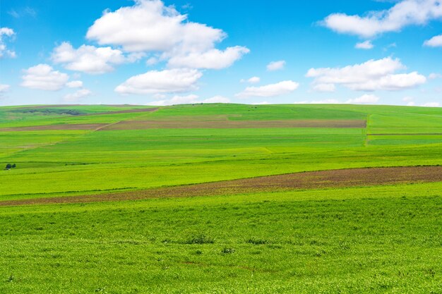 Cultivated green farm fields with blue sky and clouds