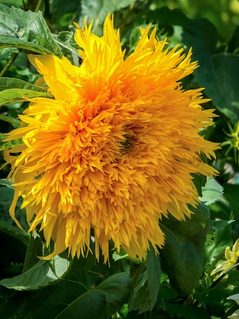 Cultivated Hybird Sunflower