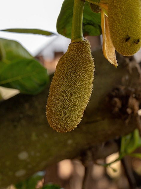 Cultivated jackfruit tree of the species artocarpus heterophyllus