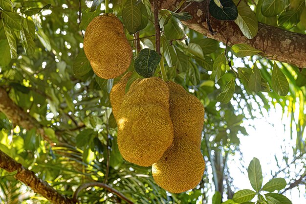 Cultivated Jackfruit Tree