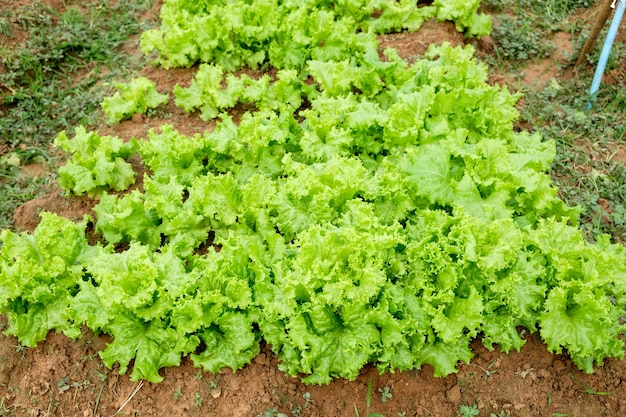 Cultivated lettuce leaves