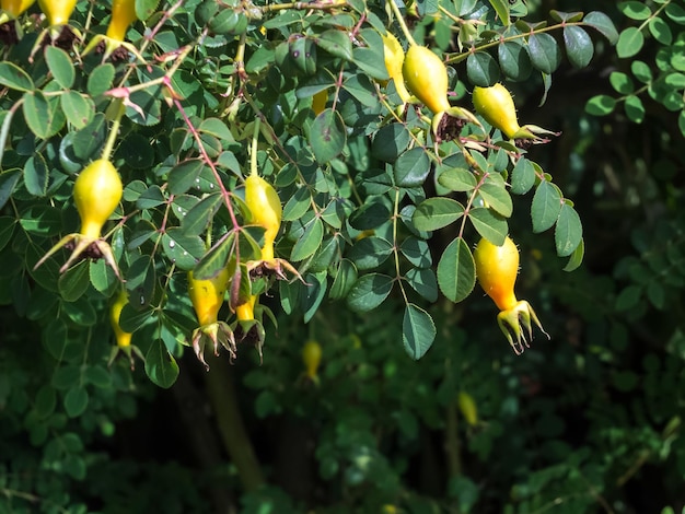 Cultivated Rose Hips in a Kent garden