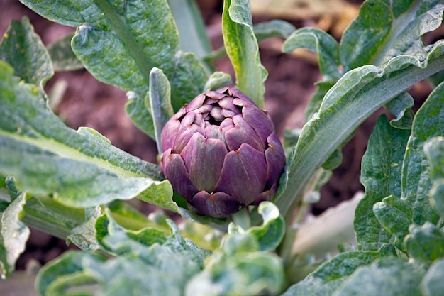 Cultivation of artichokes