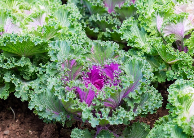 Cultivation cabbage bloom growing