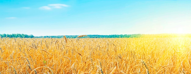 Cultivation of cereals. Beautiful rural landscape with yellow plants and blue sky. Wheat in the field. Agriculture in the Altai region in Russia. Rich harvest Concept. panoramic picture.