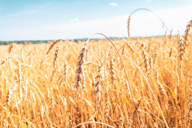 Photo cultivation of cereals beautiful rural landscape with yellow plants and blue sky wheat in the field agriculture in the ukraine