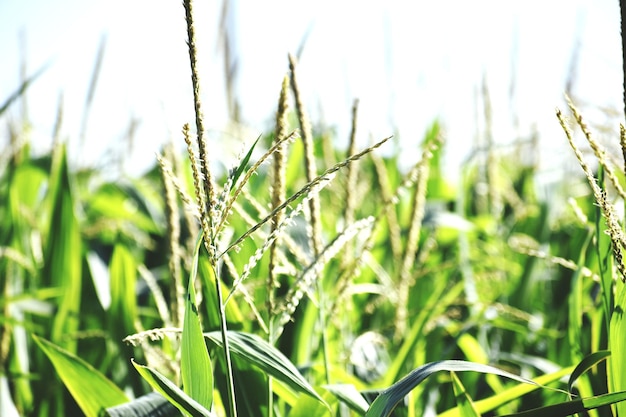 Cultivation of corn