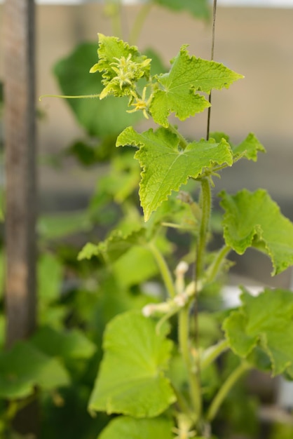 Cultivation of cucumbers in greenhouse