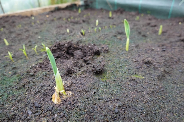 cultivation of giant garlic in the vegetable garden associated with carrots garlic in fertile soil