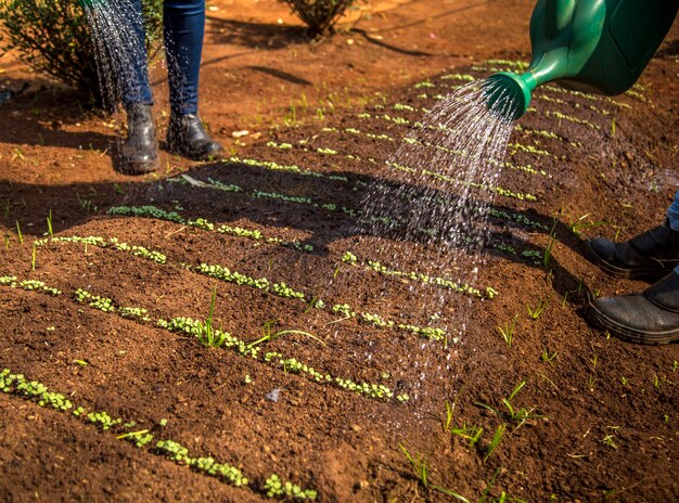 Cultivation and harvesting of lettuce irrigation