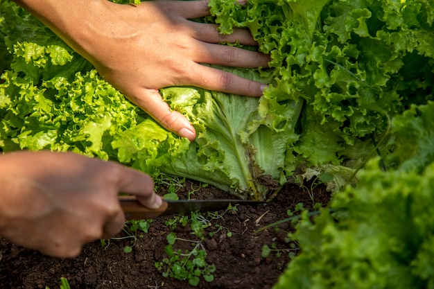 Cultivation and harvesting of lettuce irrigation