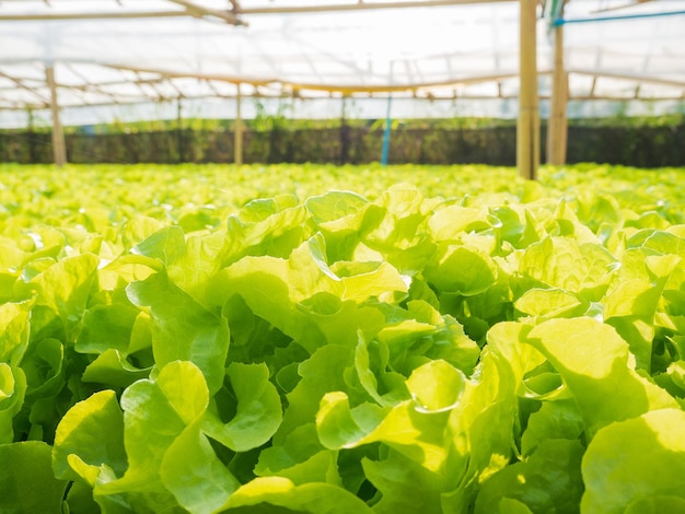 写真 植物育苗場での水耕栽培グリーンオーク 有機野菜