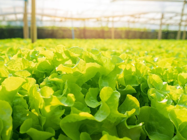 写真 植物育苗場での水耕栽培グリーンオーク 有機野菜