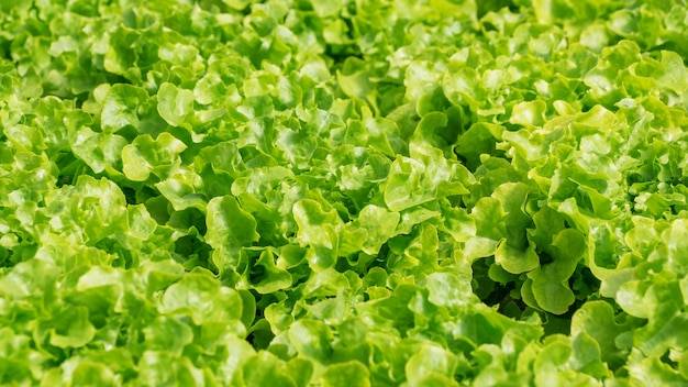 Cultivation hydroponic Green Oak in the vegetable garden.