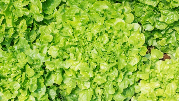 Cultivation hydroponic Green Oak in the vegetable garden.