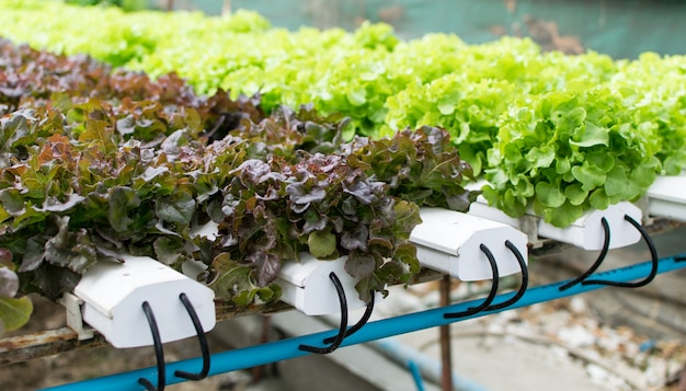 写真 農場での水耕栽培緑色野菜の栽培