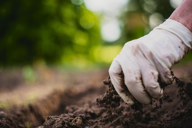 手工具による庭の土地の耕作土壌の緩みガーデニングの概念ベッド列で育つ農業植物