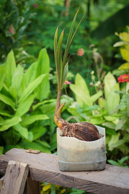 写真 ヤシの鉢植え栽培