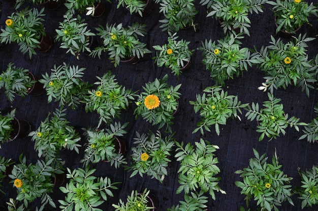 写真 温室での花の栽培 温室でたくさんの花が咲くトップ ビュー