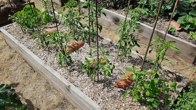 cultivation of peppers in a raised wooden bed cultivation of peppers growing in the vegetable garden