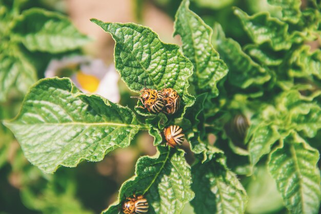 Cultivation of potato colorado beetles. selective focus.